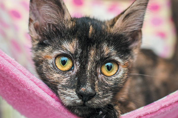 A tortoiseshell cat. 