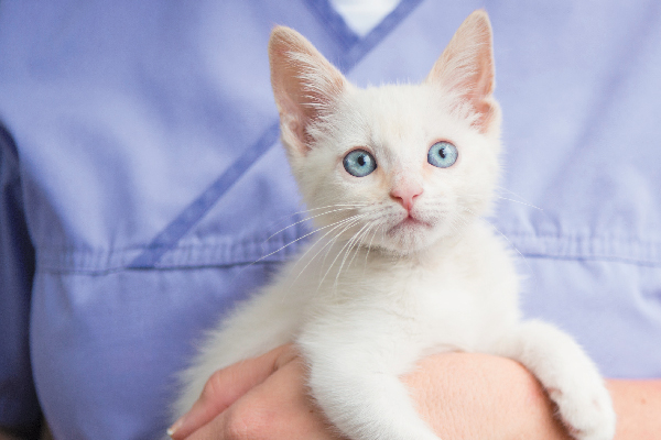 A vet holding a white kitten.