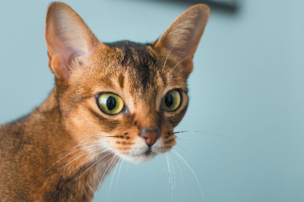 Abyssinian close up on a blue backdrop.