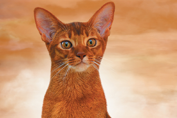 Abyssinian cat.