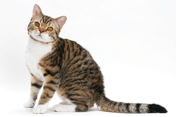 American Wirehair.