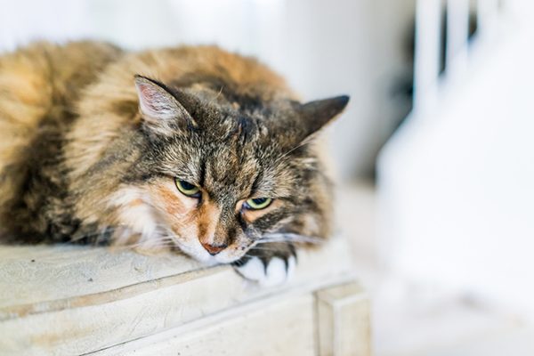 An older cat lying down and resting. Photography ©krblokhin | Thinkstock. 