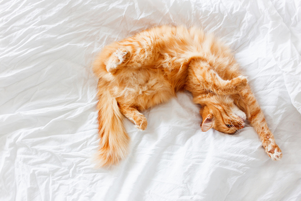 An orange tabby cat sleeping on a bed.