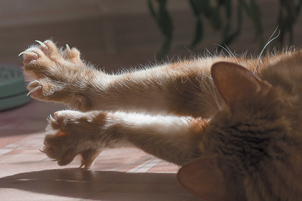 An orange tabby cat with claws out, arms outstretched.