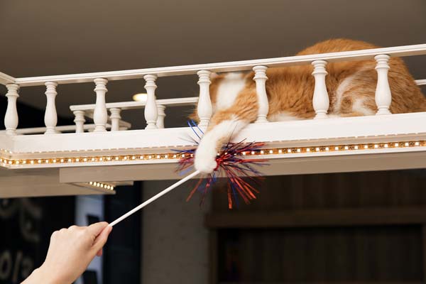 A cat reaching for a toy from up high.