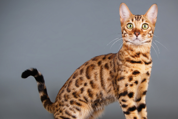 Bengal on a backdrop.