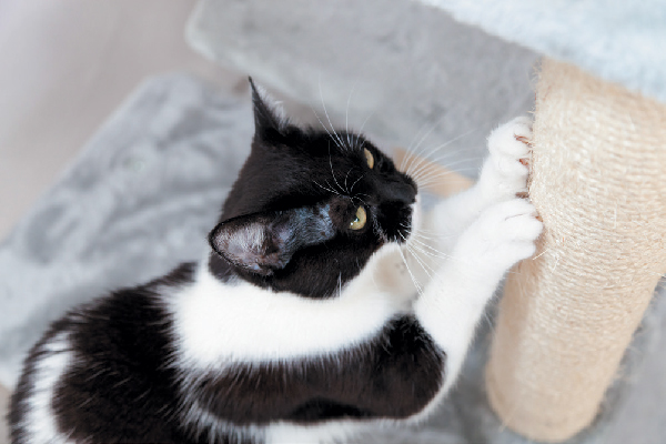 A black and white tabby cat scratching a scratching post.