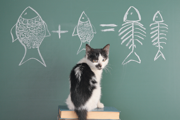 Black and white cat with chalkboard equation.