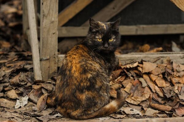 black tortie tabby