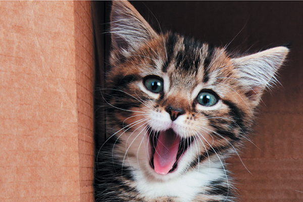 Meowing is among the most common cat noises.