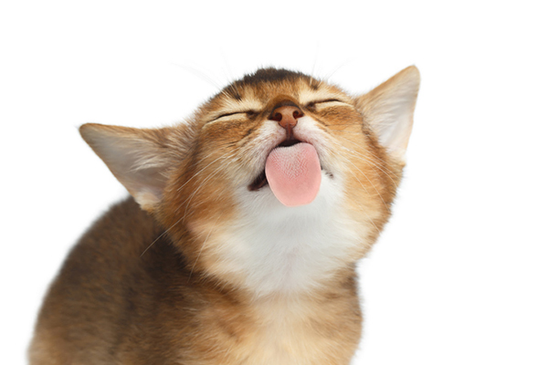 Why do cats lick you? Cat licking is a way of bonding. A brown kitten licking with his tongue out.