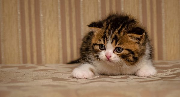 Adorable kitten. Photo by Shutterstock 