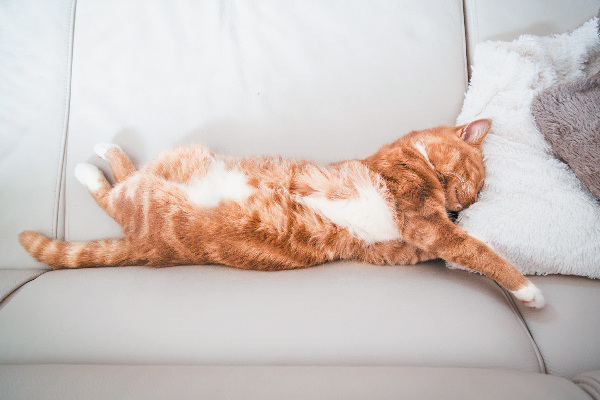 Cat asleep on a couch with his head in pillows.