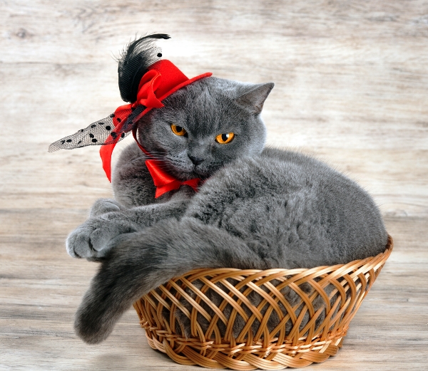 A cat dressed up and being silly in a basket.