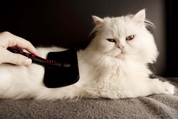 White cat getting brushed.