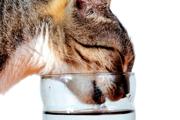 A tabby cat drinking out of a glass of water.