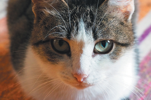 A close up of a cat sitting on an area rug. 