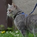 A gray cat on a leash.