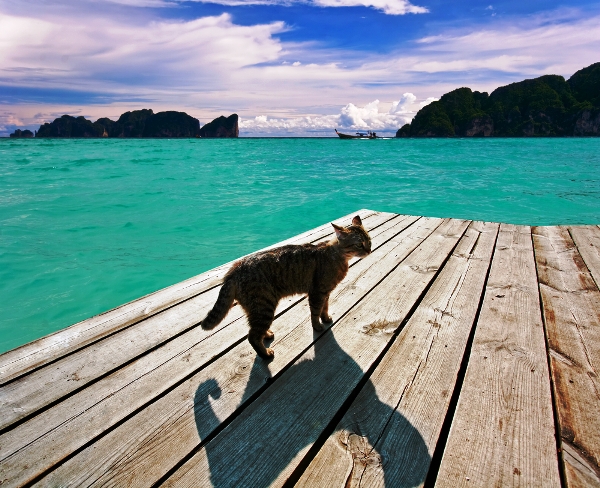 A cat on a pier. 