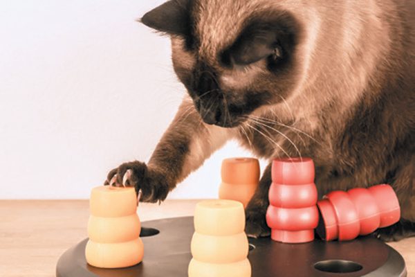 Games are important if your cat doesn't have much human company. Photography ©kicia_papuga | Getty.