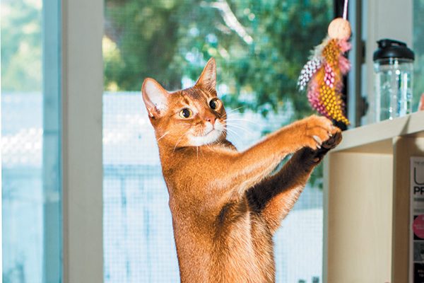 If your cat doesn't like one type of toy, move on to another. Photography ©Casey Elise. 