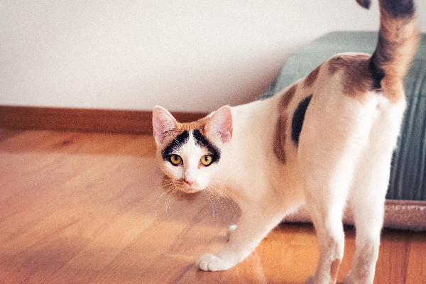 Cat showing tail and butt.