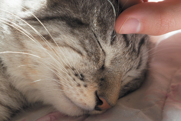A cat sick or sleeping while being pet by a human.