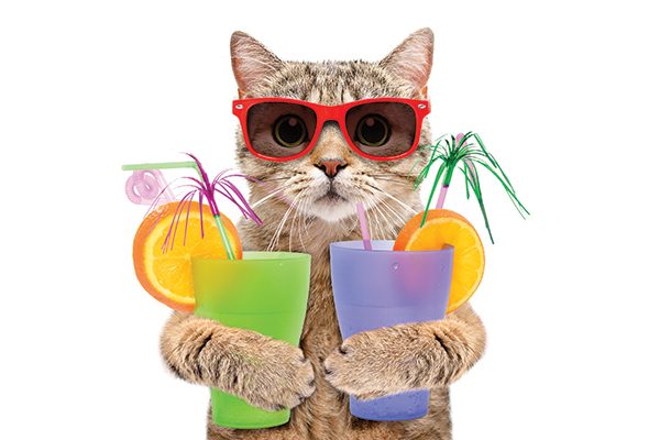 Cat-with-sunglasses. Photography by: ©Sonsedska | Getty Images