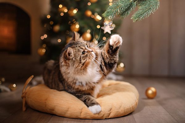 A cat playing with a Christmas tree ornament.
