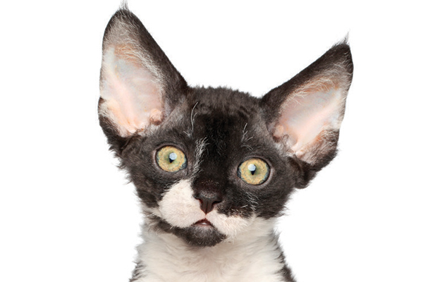 A black and white Devon Rex kitten. 