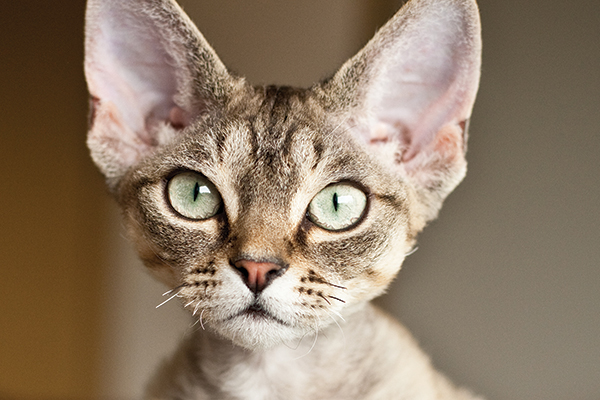 A Devon Rex cat.