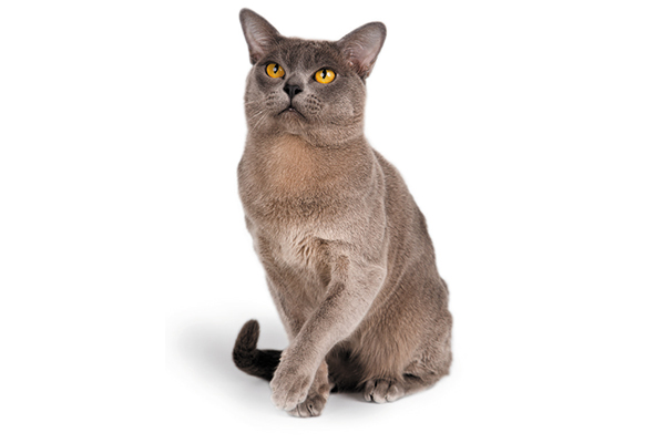 Flat-faced Burmese cat.