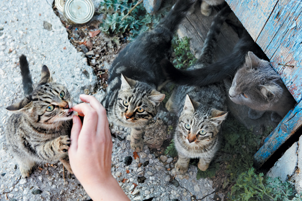Trap-neuter-return improves the lives of feral cats and their relationship with the community. Photography ©Dovapi | Getty Images.