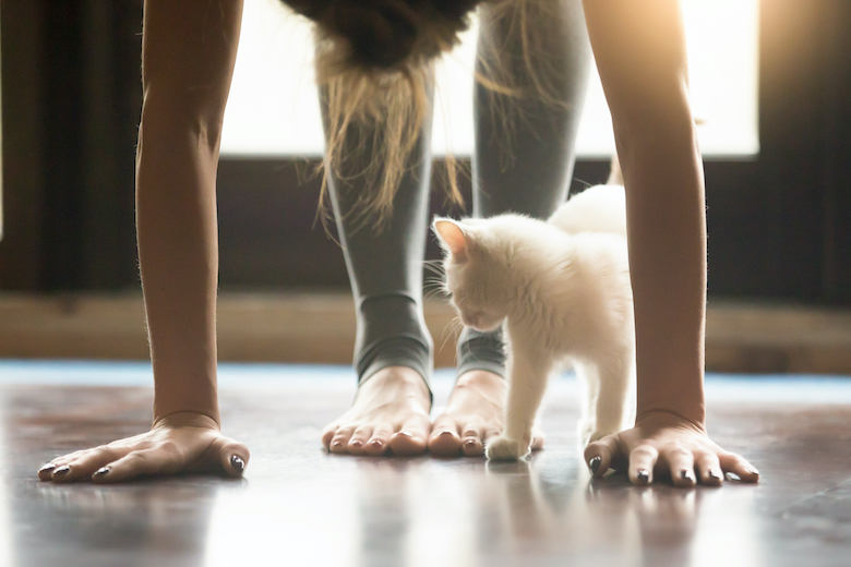 How Much Exercise do Cats Need?