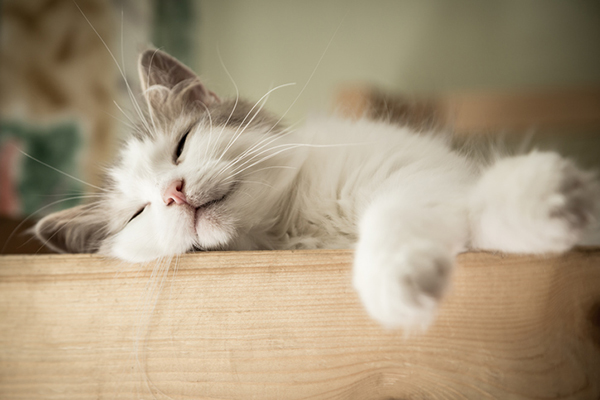 A gray cat asleep with his whiskers out.