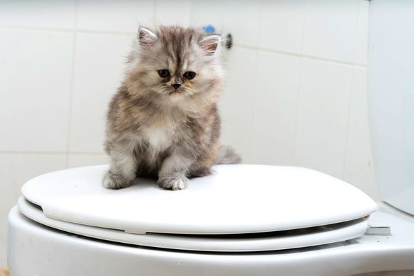 Help keep kittens safe--always put the toilet seat cover down. 