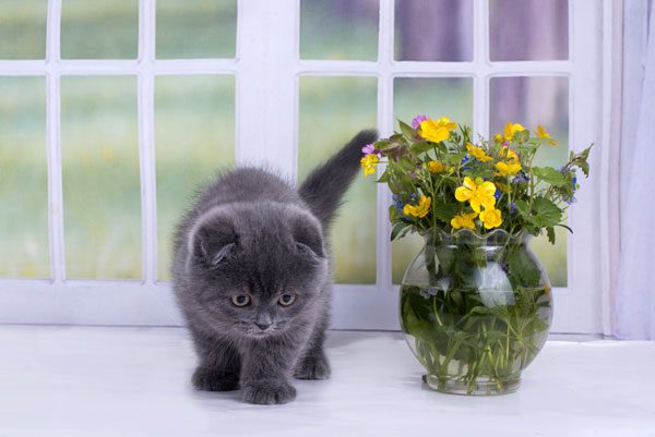 Remove plants--many are toxic to cats. 