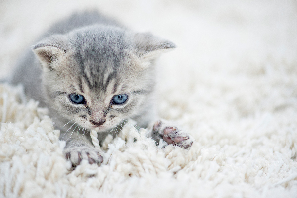 I love cats making biscuits.