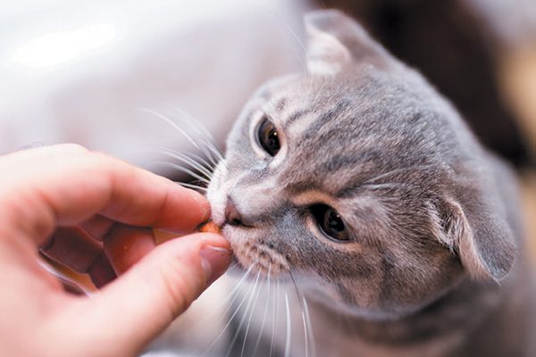 Don't risk too much weight gain with too many treats. Photography ©themacx | Getty Images.