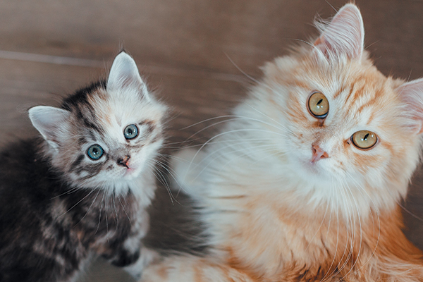 Let's look at some cat health tips for every stage of your cat's life. Photography ©jakubzak | Getty Images.