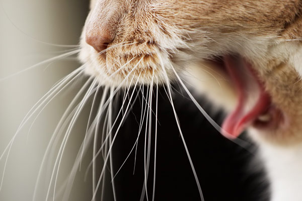 A cat coughing up a hairball. 