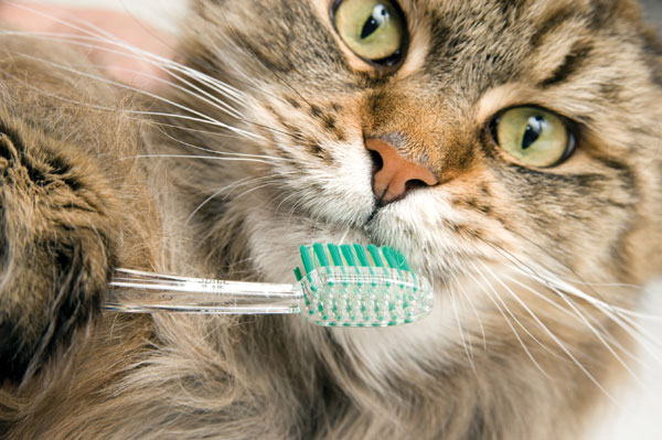 A cat getting his teeth brushed.