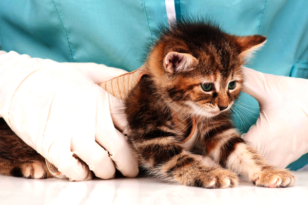 kitten-at-the-vet-183051761