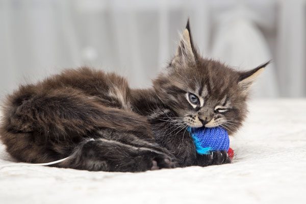 Kitten toys should be safe — without pieces that can be chewed off and swallowed. 