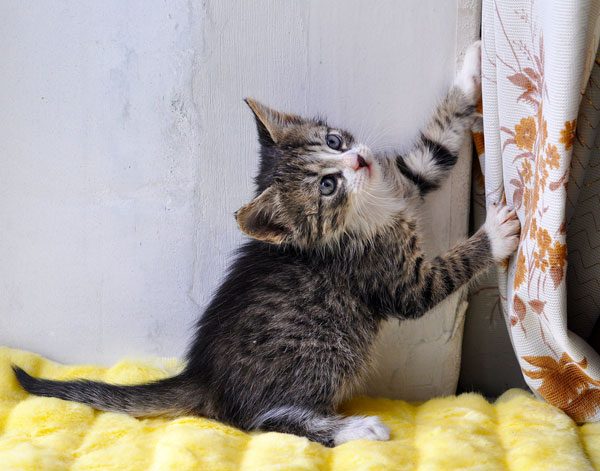 Help keep kittens safe. Secure curtain cords and pulls. 