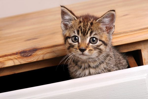 Keep kittens safe. Check drawers, dryers and other areas before closing them