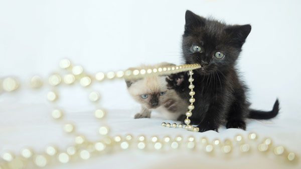 Keep kittens safe. Don't let them play with jewelry. 