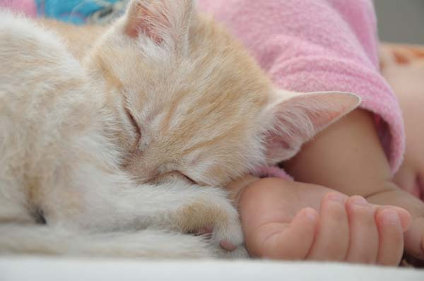 A kitten and a baby sleeping together.