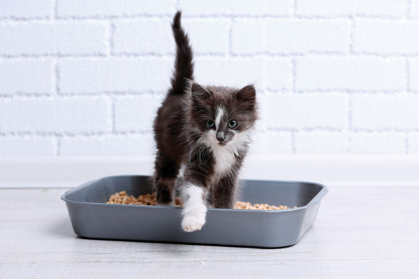 A small gray and white fluffy cat getting out of a litter box.