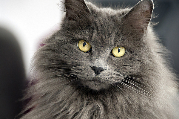 A long haired cat. 